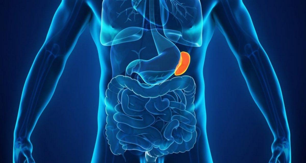 Olmasa Bile Yaşamaya Devam Edeceğimiz 7 Organ