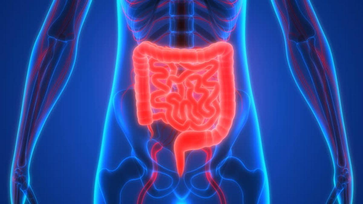 Olmasa Bile Yaşamaya Devam Edeceğimiz 7 Organ