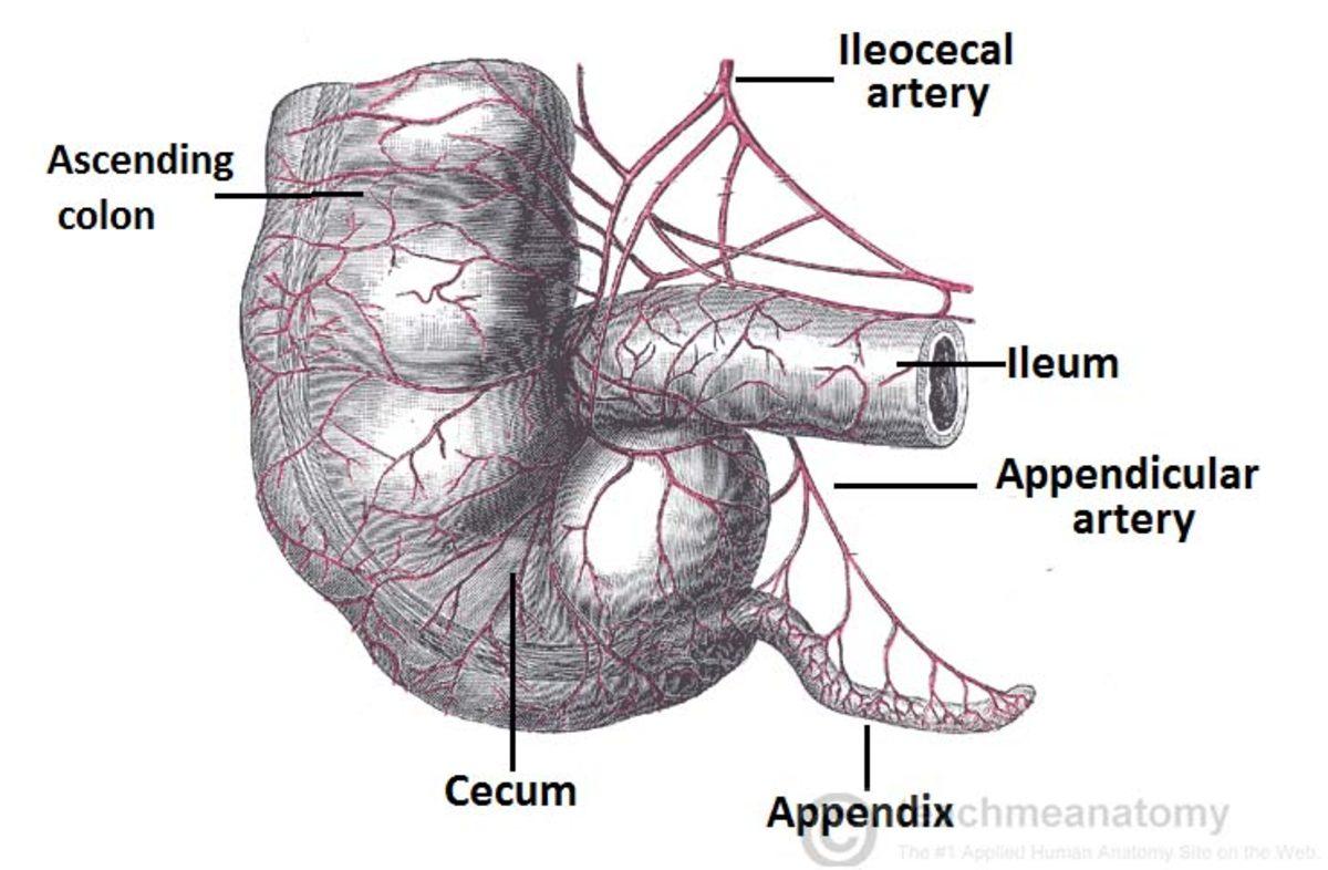 Olmasa Bile Yaşamaya Devam Edeceğimiz 7 Organ