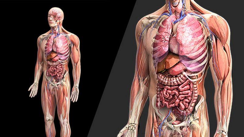 Olmasa Bile Yaşamaya Devam Edeceğimiz 7 Organ