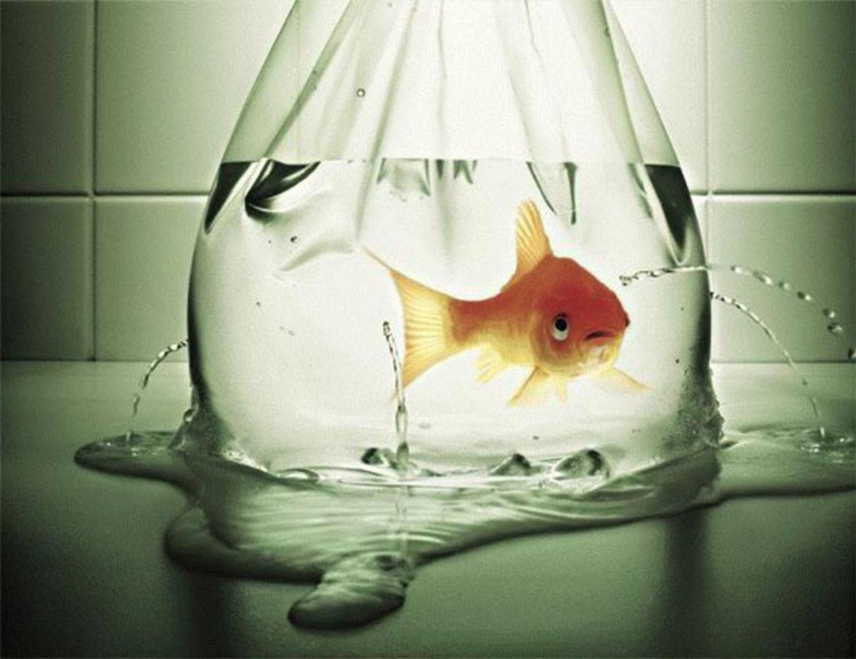 Neden Bazen Çaresiz Hisseder ve Pes Ederiz? (Seligman Deneyi #2)