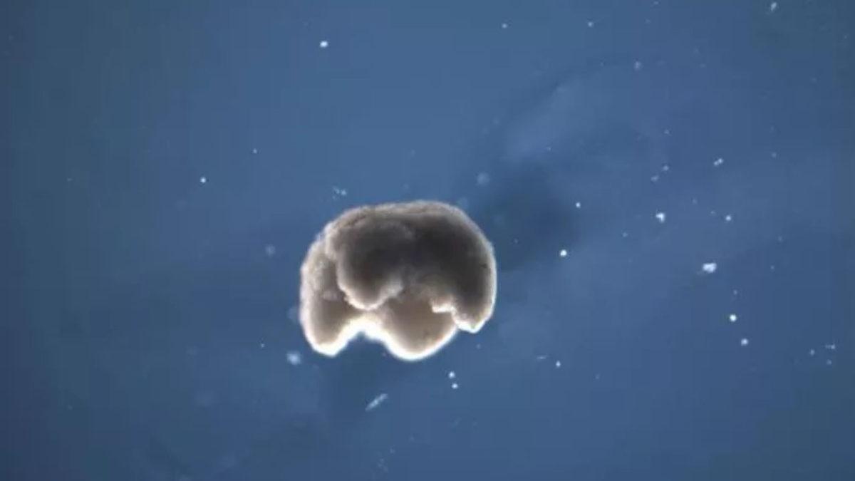 Bilim İnsanları, İlk Kez ’Yaşayan ve Programlanabilen’ Bir Organizma Üretti