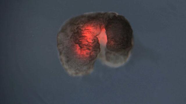 Bilim İnsanları, İlk Kez ’Yaşayan ve Programlanabilen’ Bir Organizma Üretti