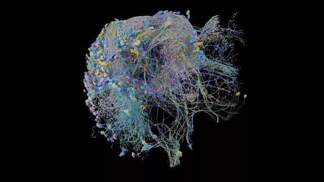 Google, Şimdiye Kadarki En Kapsamlı Beyin Taramasını Yayınladı