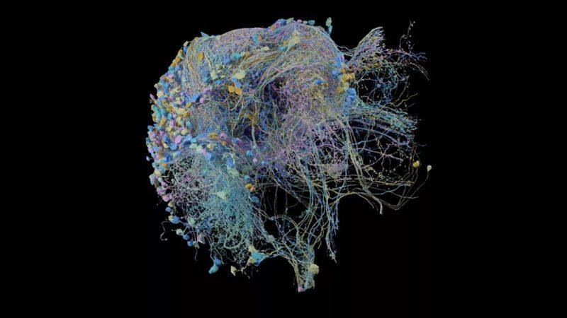 Google, Şimdiye Kadarki En Kapsamlı Beyin Taramasını Yayınladı