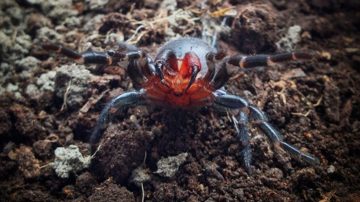 Avustralya Şimdi de Bir İnsanı 10 Dakikada Öldürebilen Örümceklerle Uğraşıyor