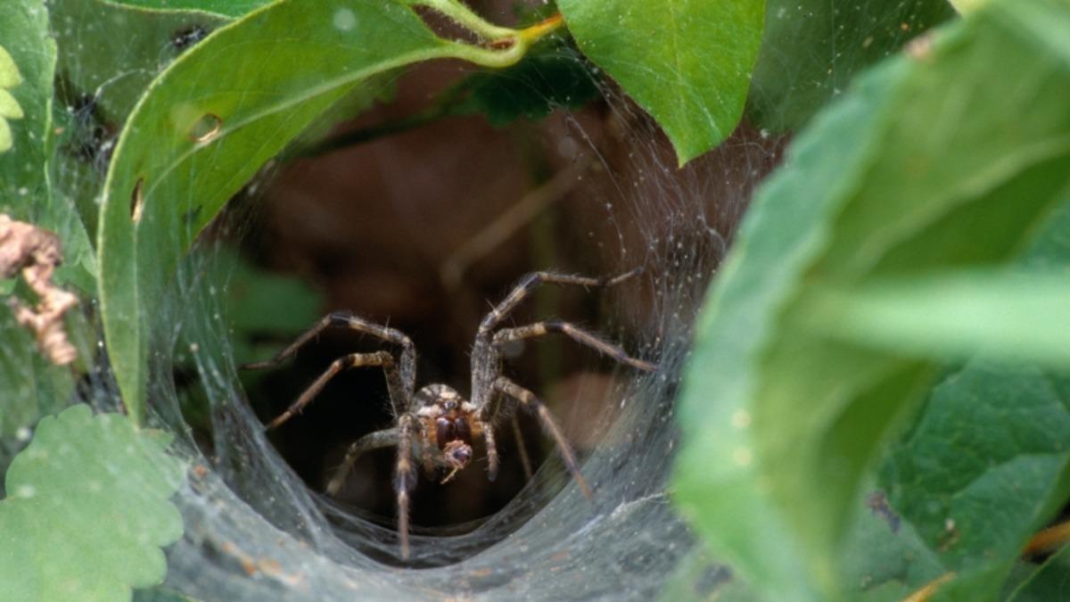 Avustralya Şimdi de Bir İnsanı 10 Dakikada Öldürebilen Örümceklerle Uğraşıyor