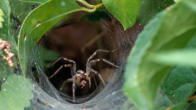 Avustralya Şimdi de Bir İnsanı 10 Dakikada Öldürebilen Örümceklerle Uğraşıyor