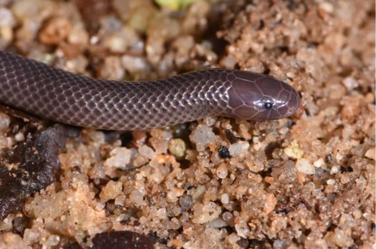 Bilim İnsanları, Yan Taraflara Doğru Zehir Atabilen Bir Yılan Keşfetti