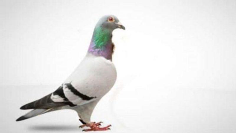 Dünyanın En Pahalı Güvercini, 1,25 Milyon Euro’ya Alıcı Buldu