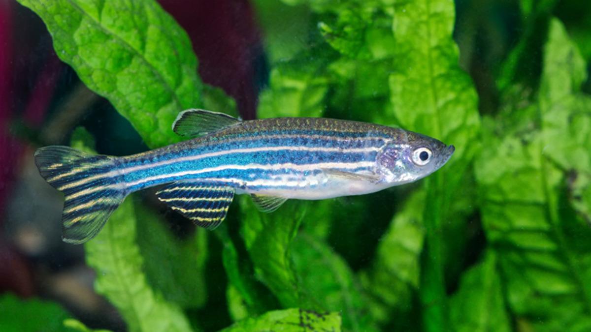 Araştırmacılar, Balıkların Beyinlerini İzleyerek Hareketlerini Öngörebiliyor