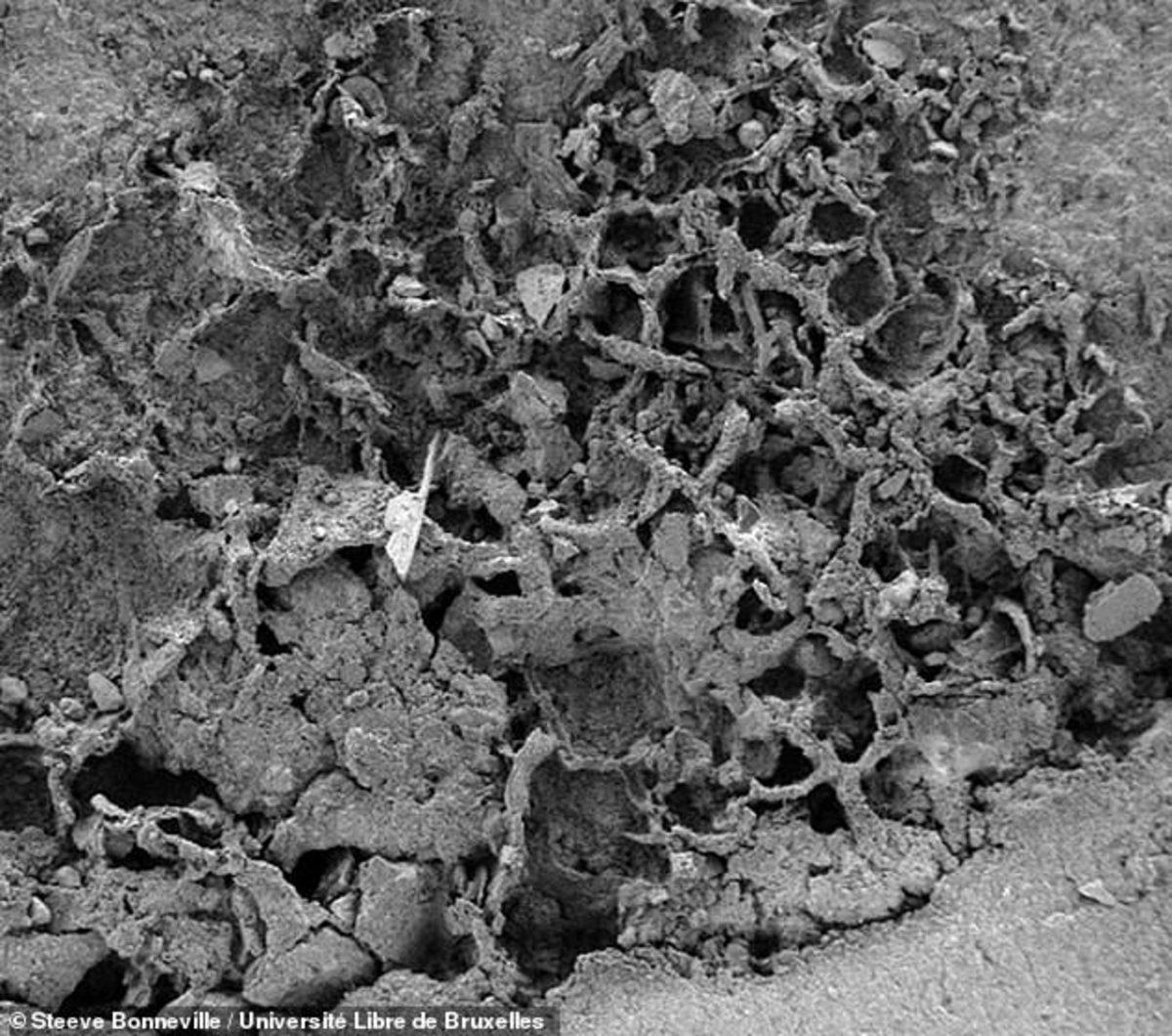 810 Milyon Yıllık Dünyanın En Eski Mantar Fosili Bulundu