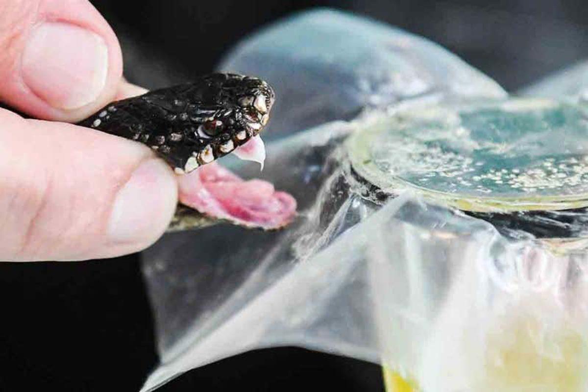 Bilim İnsanları, Tıpta Kullanılabilecek Yılan Zehirlerini Laboratuvarda Üretebiliyor