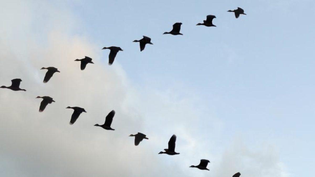 İnsan Beyninin Dünya’nın Manyetik Alanını Algılayabildiği Keşfedildi