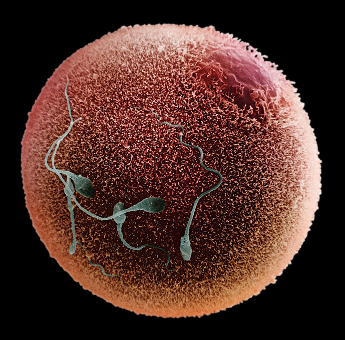 Matematikçiler, Spermin Yumurtayı Dölleyebilecek Gücü Nereden Bulduğunu Keşfetti