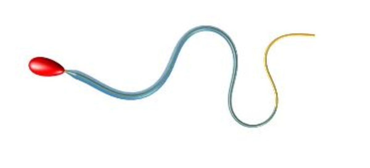 Matematikçiler, Spermin Yumurtayı Dölleyebilecek Gücü Nereden Bulduğunu Keşfetti