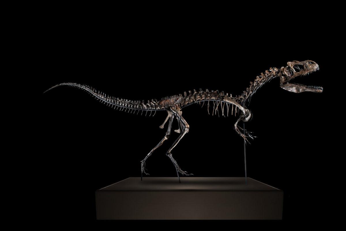 Etçil Olduğu Öğrenilen Yeni Bir Dinozor Türü Keşfedildi