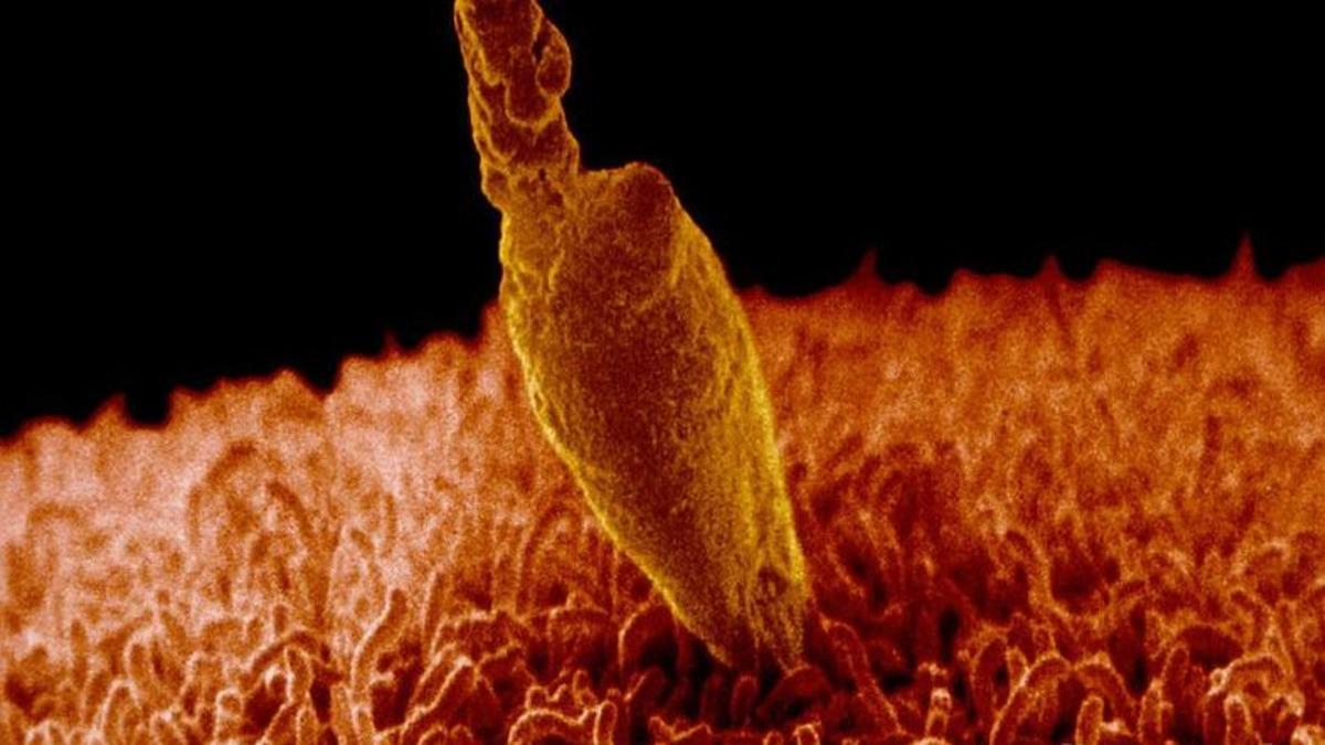 Matematikçiler, Spermin Yumurtayı Dölleyebilecek Gücü Nereden Bulduğunu Keşfetti