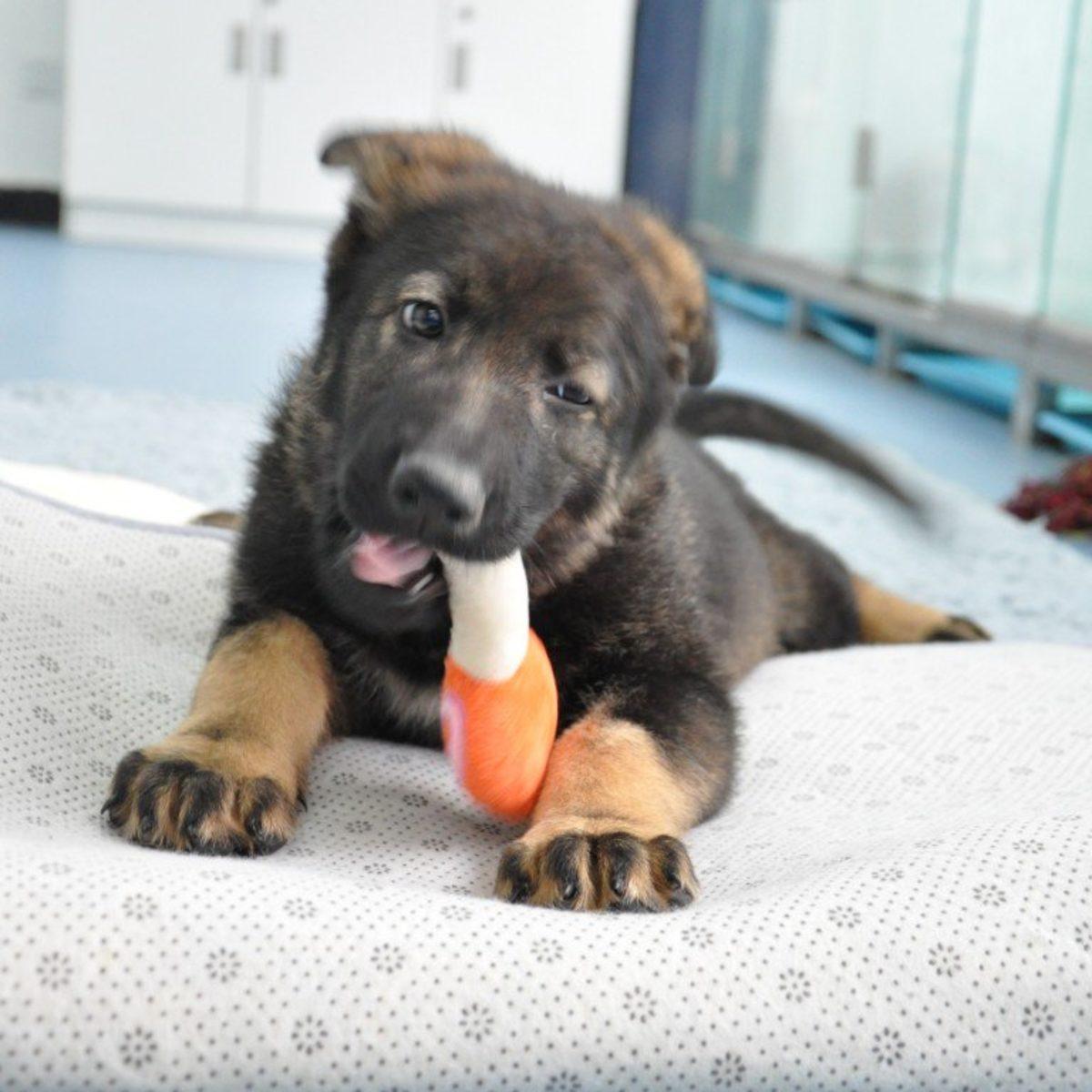 Çin, Köpek Eğitimlerini Kolaylaştırmak Adına Başarılı Polis Köpeklerini Klonlamaya Başladı