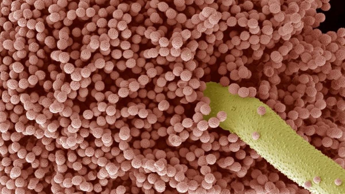 Bilim İnsanları, Atmosferde Mantar Sporları Olan Nanoparçacıkları Tespit Etti