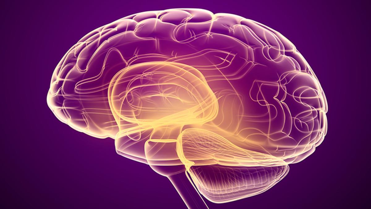 Beyin Organoidleri, Deneyler İçin Etik Tartışmalarını da Beraberinde Getirdi