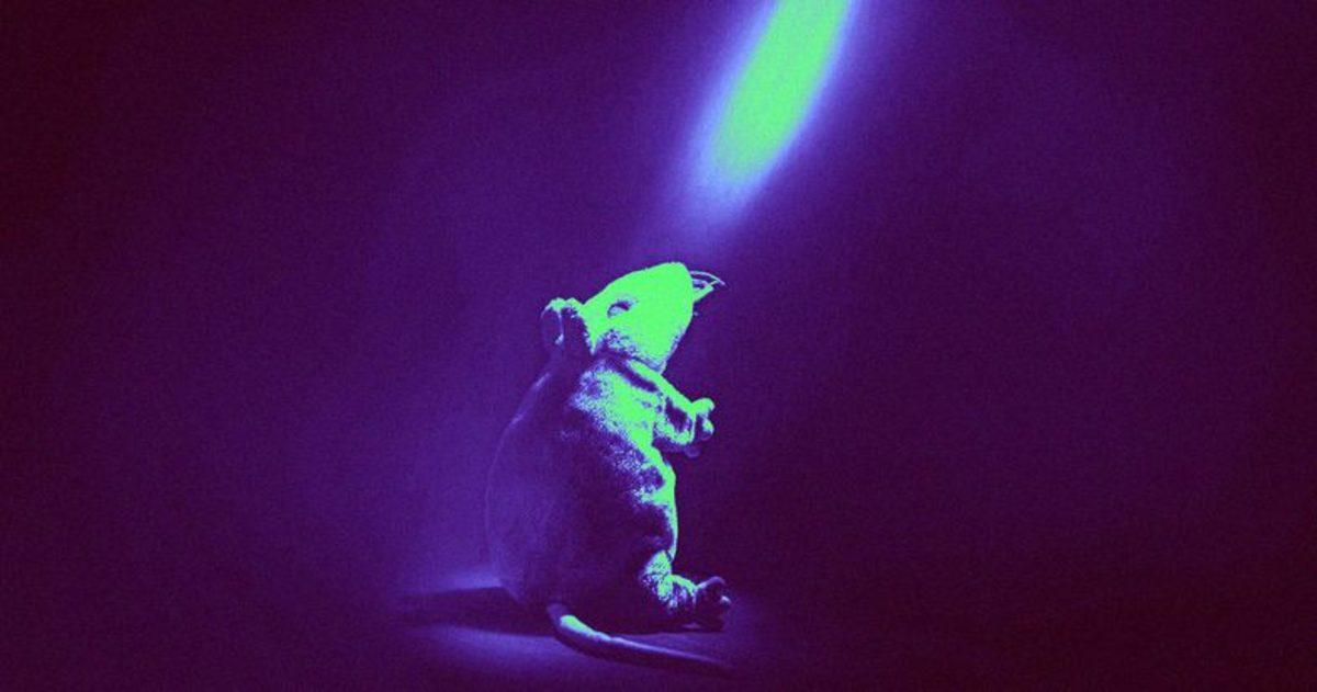 Bilim İnsanları, Alkolik Fareyi Beynine Lazer Vererek Tedavi Etti