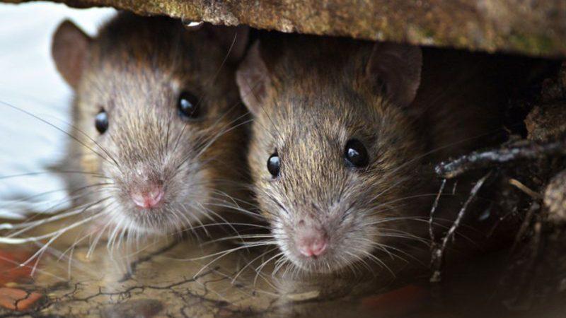 Bilim İnsanları, Alkolik Fareyi Beynine Lazer Vererek Tedavi Etti