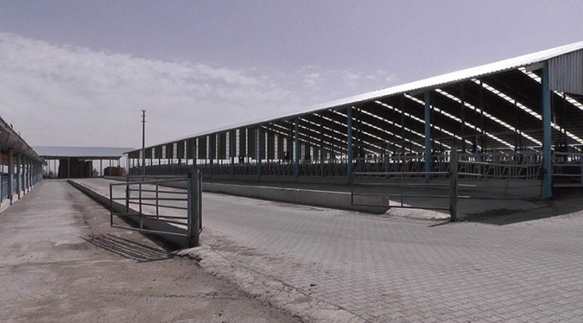 Çiftlik Bank Benzeri Oluşum ’Sütbank’ ile Milyonlarca TL Buhar Oldu