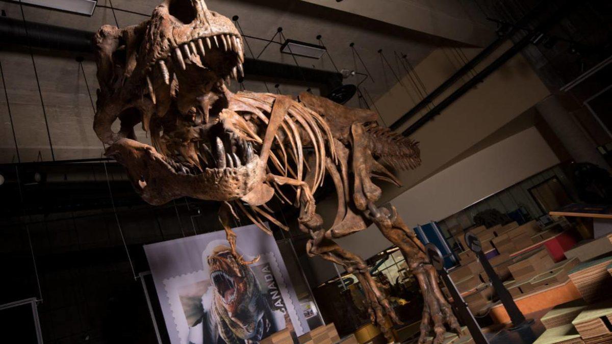 28 Yıl Önce Kanada’da Bulunan T-Rex İskeleti, En Büyük İskelet İlan Edildi