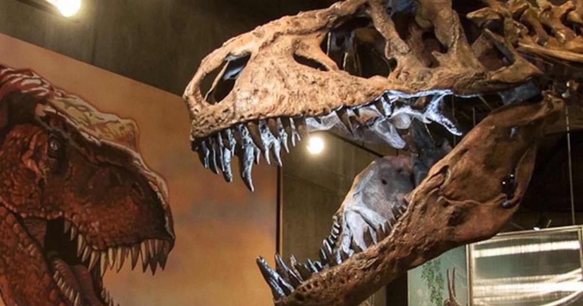 28 Yıl Önce Kanada’da Bulunan T-Rex İskeleti, En Büyük İskelet İlan Edildi