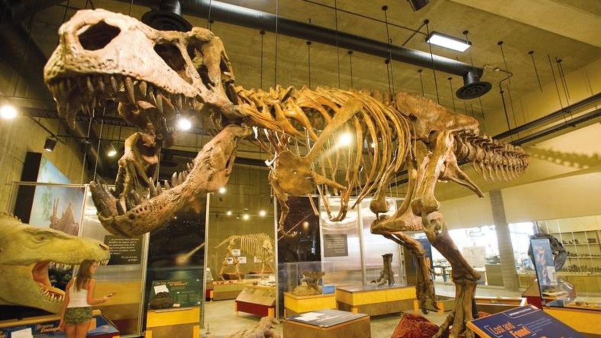 28 Yıl Önce Kanada’da Bulunan T-Rex İskeleti, En Büyük İskelet İlan Edildi