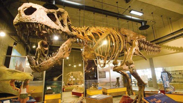28 Yıl Önce Kanada’da Bulunan T-Rex İskeleti, En Büyük İskelet İlan Edildi