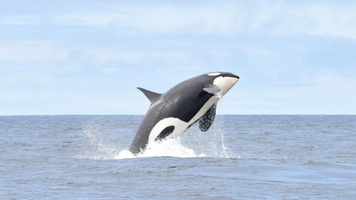 Bilim İnsanları: Takip Ettiğimiz Katil Balina, Gizemli Bir Şekilde Ortadan Kayboldu