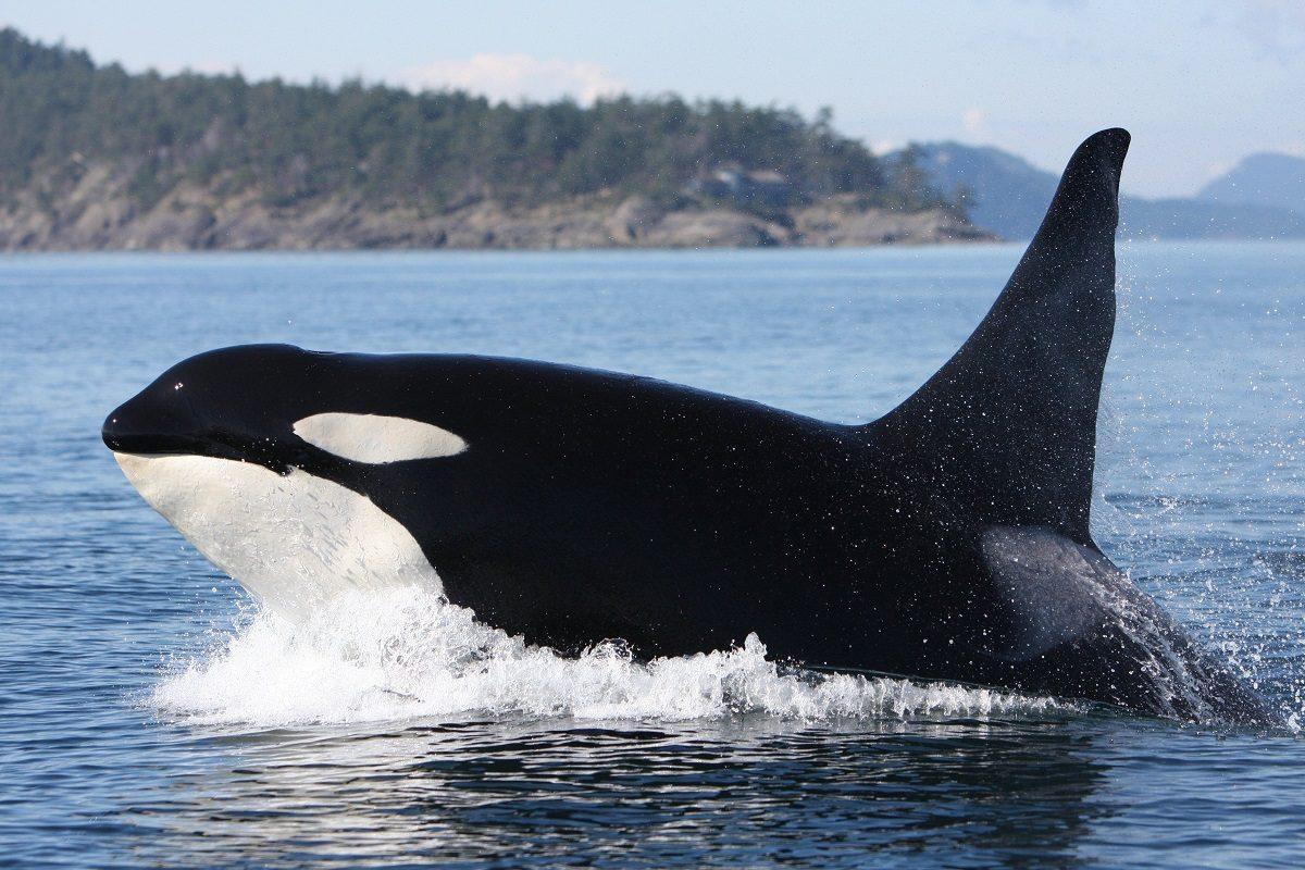 Bilim İnsanları: Takip Ettiğimiz Katil Balina, Gizemli Bir Şekilde Ortadan Kayboldu