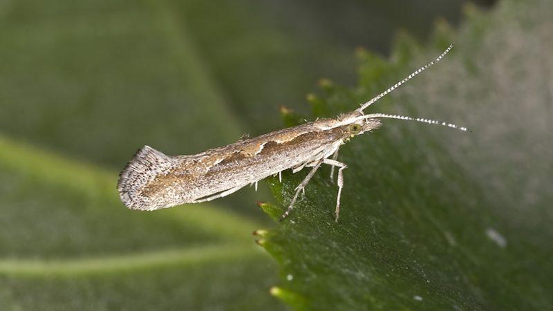 Dünyanın İlk Genetiği Değiştirilmiş Güveleri, Doğaya Salındı