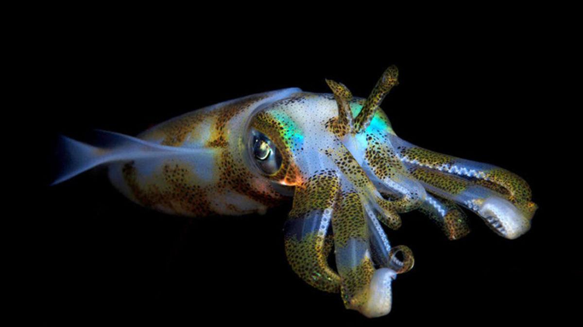 Mürekkep Balıklarının Şaşırtıcı Karmaşıklıktaki Beyin Yapısını Gösteren Çalışma