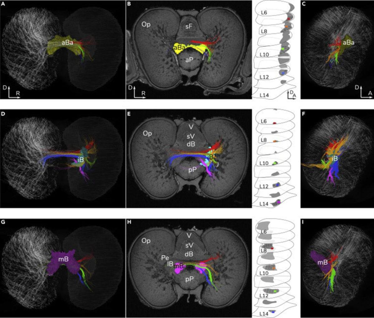Mürekkep Balıklarının Şaşırtıcı Karmaşıklıktaki Beyin Yapısını Gösteren Çalışma