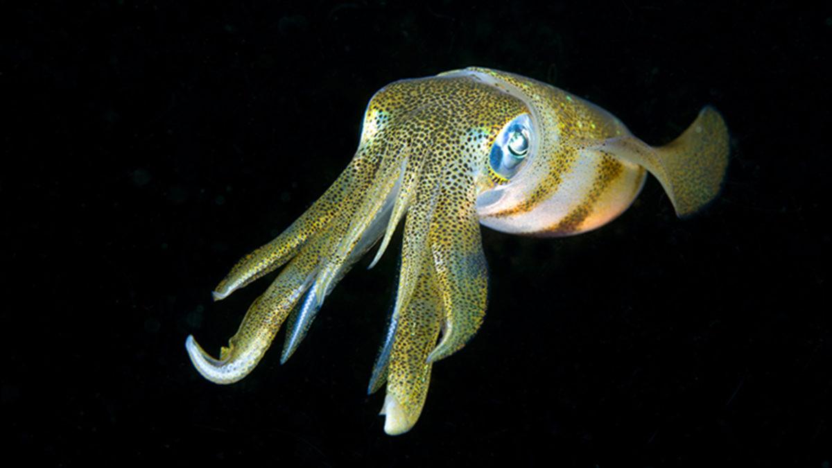 Mürekkep Balıklarının Şaşırtıcı Karmaşıklıktaki Beyin Yapısını Gösteren Çalışma