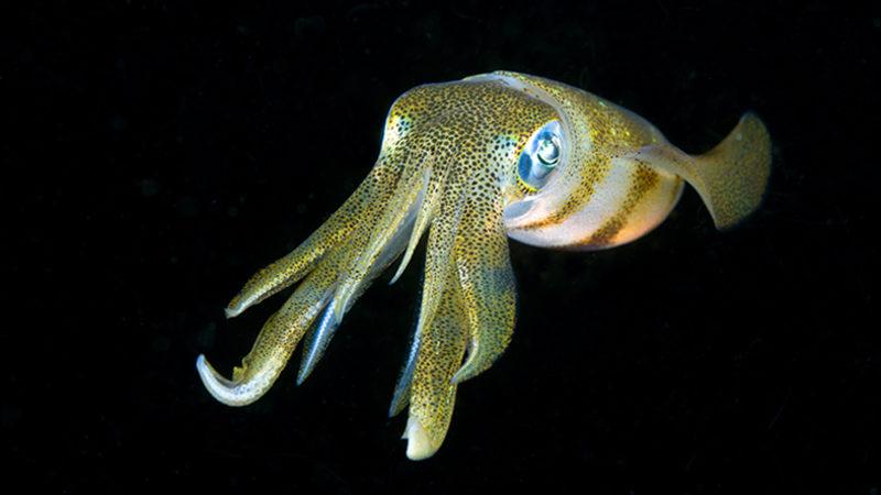 Mürekkep Balıklarının Şaşırtıcı Karmaşıklıktaki Beyin Yapısını Gösteren Çalışma