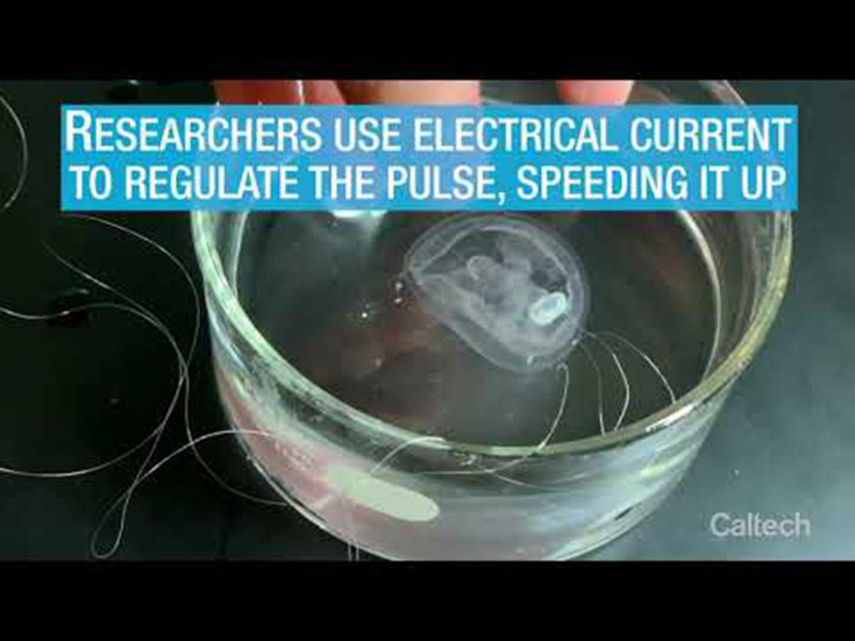 Gerçek Denizanalarını ’Robot Denizanaları’ Haline Getirecek Bir Protez Geliştirildi