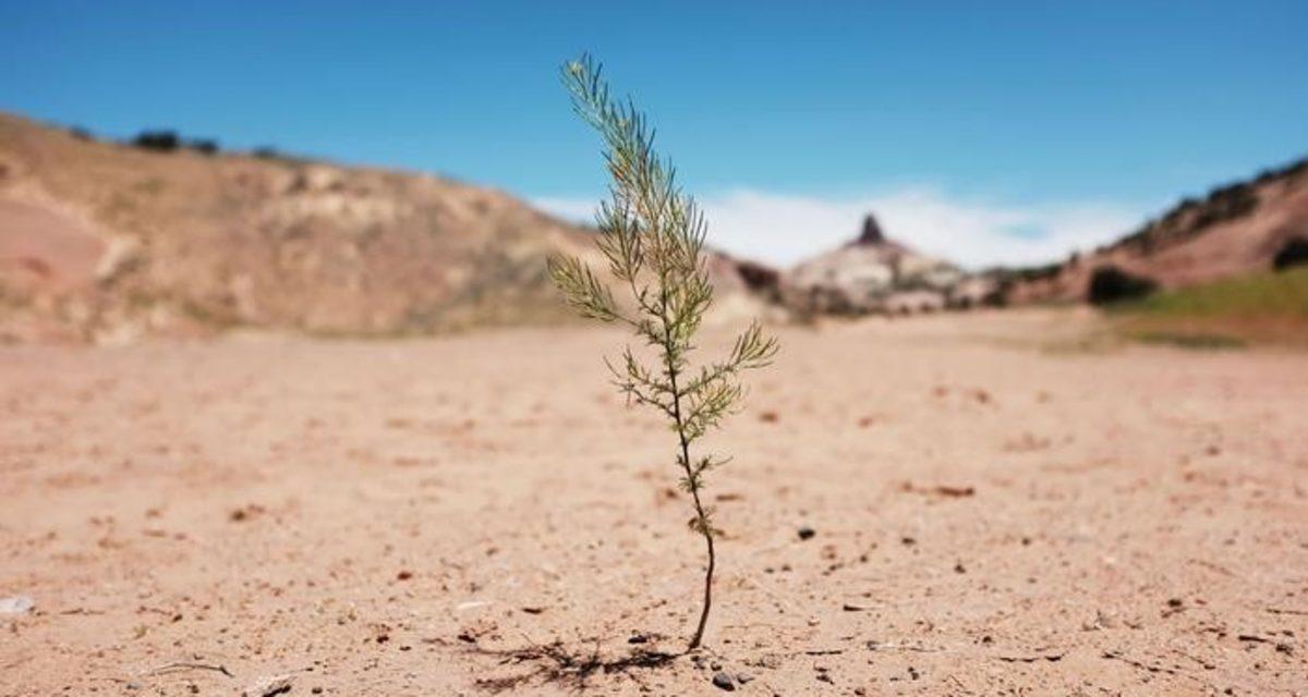 Yeni Araştırmalar, İklim Değişikliğine Kurak Alanlarla Çözüm Sunuyor