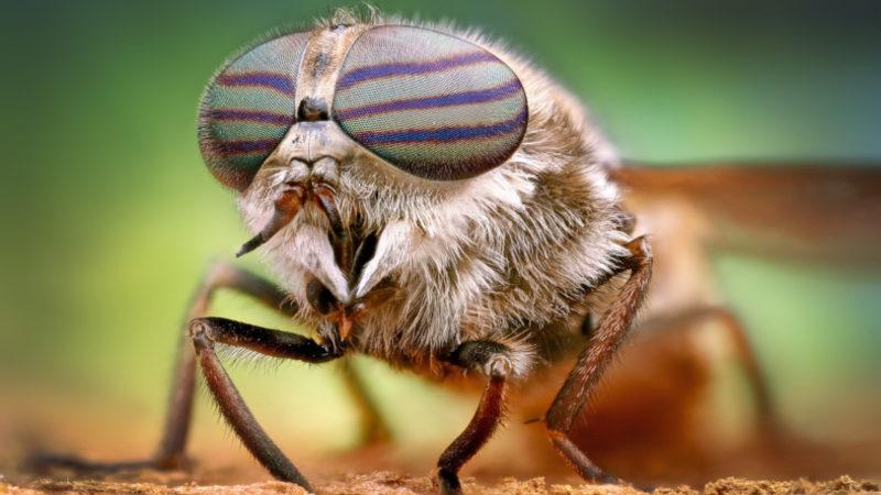 Sivrisinekleri İnsanlardan Uzak Tutacak Yeni Bir Yöntem Keşfedildi