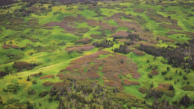 İklim Değişikliği Nedeniyle Kuzey Kutbu Daha Yeşil Hâle Geliyor