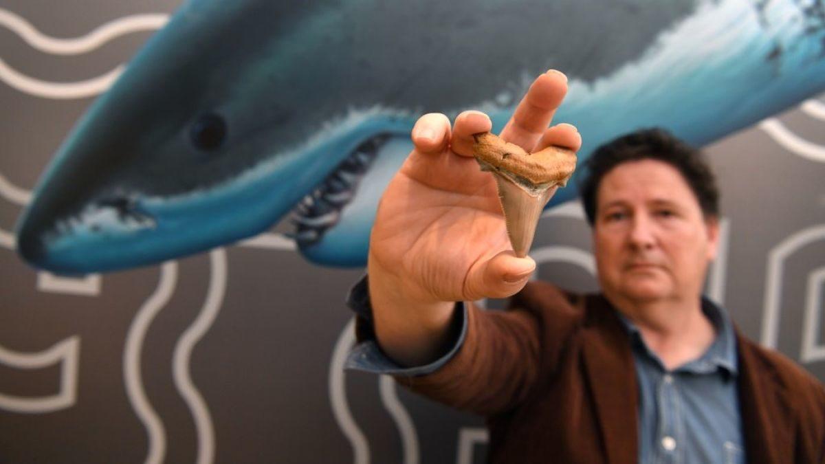 Bilim İnsanları, 330 Milyon Yıllık Köpek Balığı Dişi Buldu