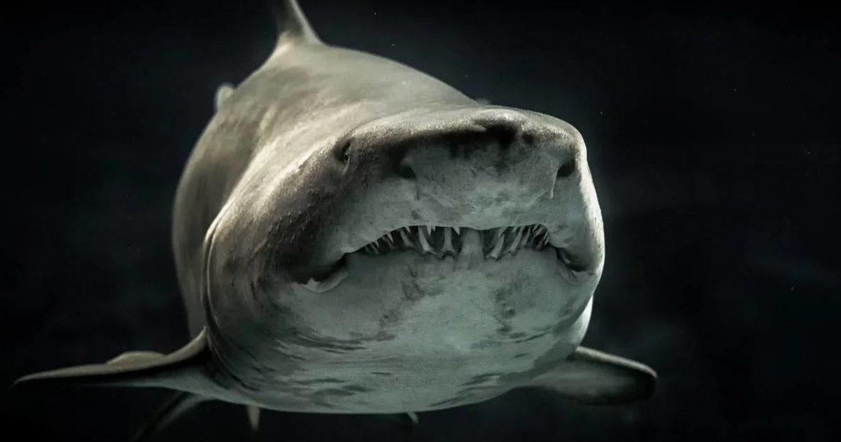 Bilim İnsanları, 330 Milyon Yıllık Köpek Balığı Dişi Buldu
