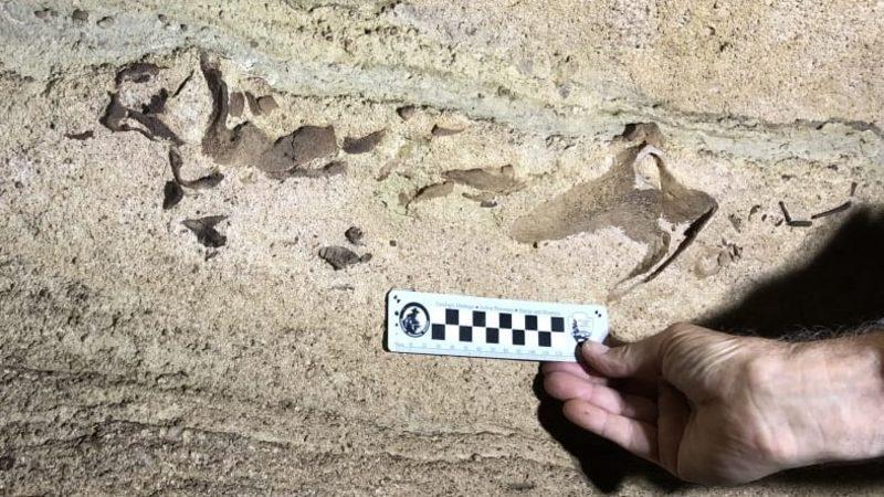 Bilim İnsanları, 330 Milyon Yıllık Köpek Balığı Dişi Buldu