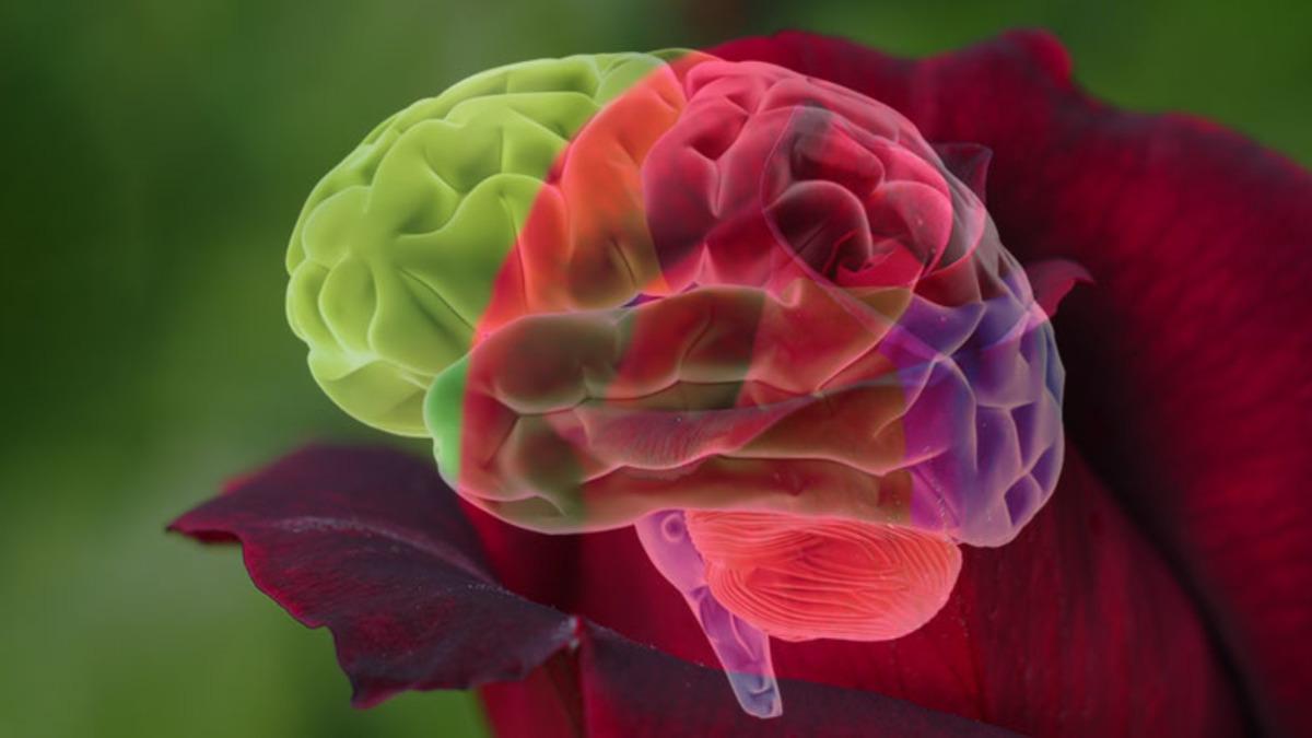 Araştırmacılar, Gül Kokusunun Öğrenme Gücünü Artırdığını Keşfetti