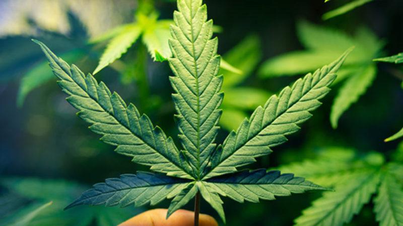 Bilinenlerden 30 Kat Daha Kuvvetli Yeni Bir Kenevir Bileşiği Keşfedildi