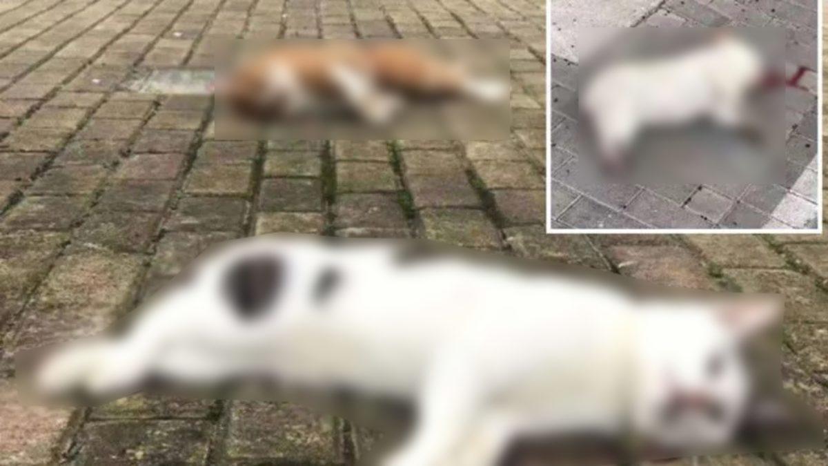 Corona Virüsü Hakkında Şimdiye Kadar Ortaya Atılan 10 Efsane