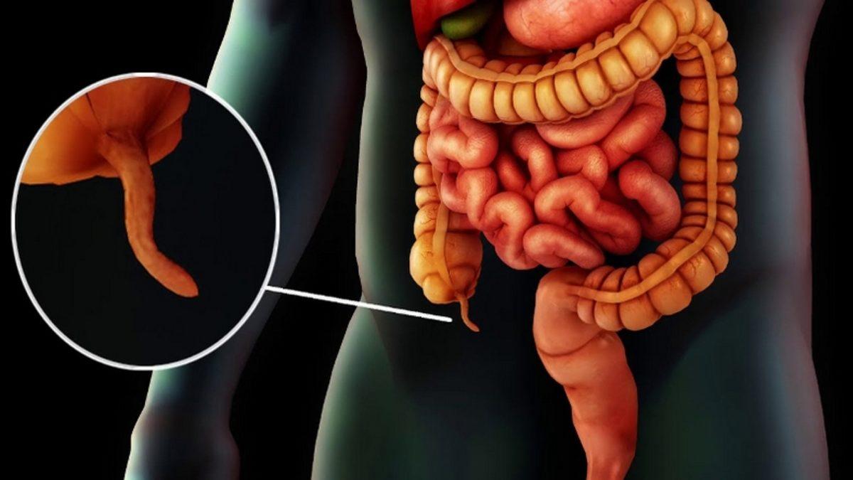 İnsan Vücudunda Bulunan 10 Körelmiş Organ ve Kas